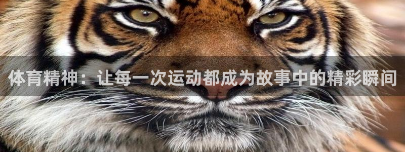 熊猫体育公园价格